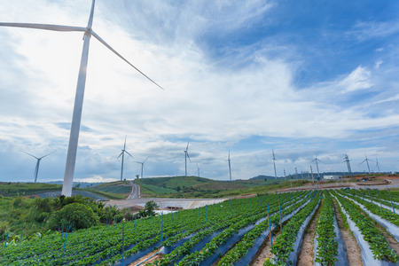 Wind Turbine farm sitting on the Strawberry farmland, Pitsanulook, Thailandの写真素材