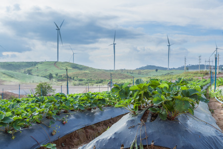 Wind Turbine farm sitting on the Strawberry farmland, Pitsanulook, Thailandの写真素材