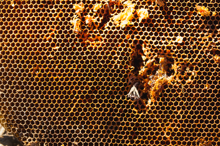 Old honeycomb in sunlightの写真素材