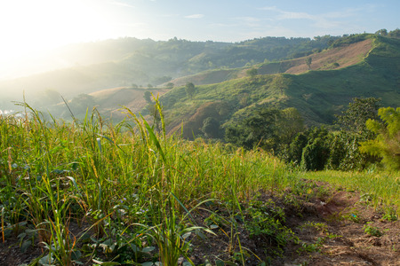 Hill with the shade of light, Pitsanulook, Northern of Thailandの写真素材