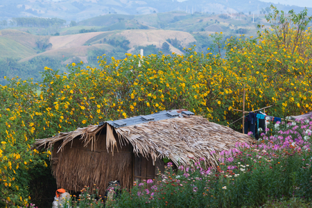 Hill tribe house among bloosome flower on November season, Maehongsorn, Northern of Thailandの写真素材