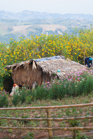 Hill tribe house among bloosome flower on November season, Maehongsorn, Northern of Thailandの写真素材