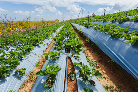 Strawberry farmland, Pitsanulook, Thailandの写真素材