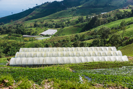 Vegetable farm with houseing for protect their aggriculture from bugの写真素材