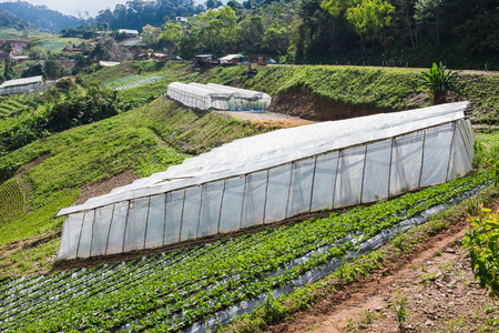 Vegetable farm with houseing for protect their aggriculture from bugの写真素材