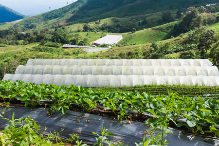 Vegetable farm with houseing for protect their aggriculture from bugの写真素材