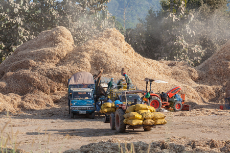 NAN, THAILAND, NOV 19 2016, Thai farmer threshing their rice by machine, Nan province, Northern of Thailandのeditorial素材