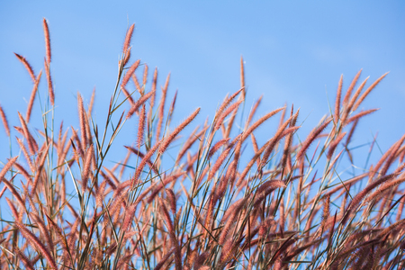 Yellow grass flower in paddle field against blue skyの写真素材
