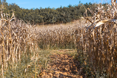 A yellow cob of corn on the field. dry vegetation before harvestの写真素材