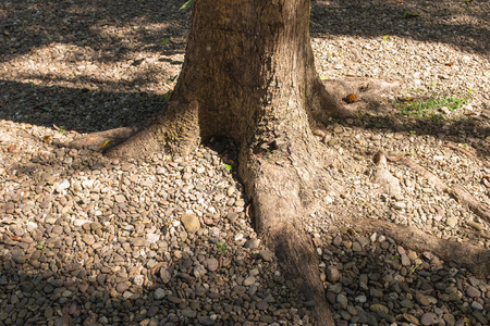 tree roots on the ground covered with stonesの写真素材