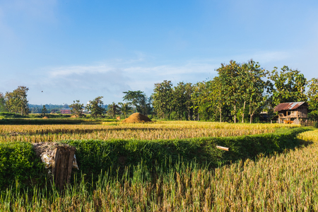 A large barn with a rusting metal roof is in rice field ,Nan province, Northern of Thailandの写真素材