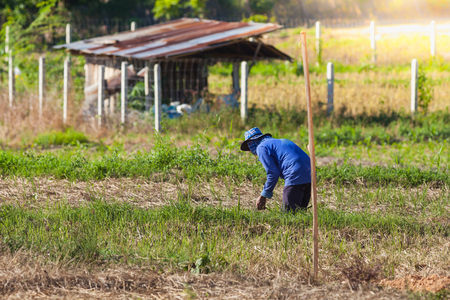Farmer planting vegetable on his farm after havested riceの写真素材