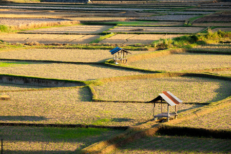 Huts on havested ricefield ,Nan province, Northern of Thailandの写真素材