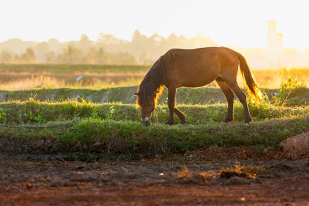 Silhouette horse standind in the sunset paddle fieldの写真素材