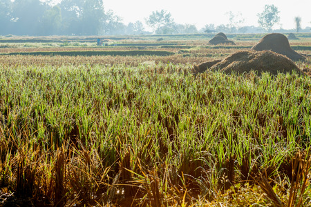 Harvested ricefield prepare for vegetable planting, Nan province, Northern of Thailandの写真素材