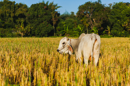 A Cow and farmers standing in rice field in sunlight shade, Nan province, Northern of Thailandの写真素材