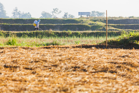 Farmer spraying pesticide in harvested ricefield prepare for vegetable planting, Nan province, Northern of Thailandのeditorial素材