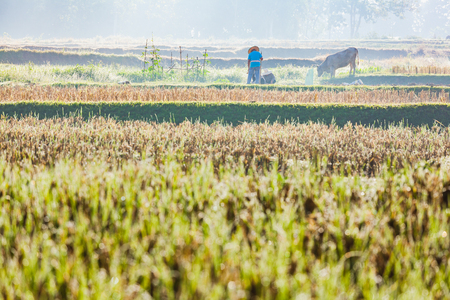 Farmers working in their harvested ricefield prepare for vegetable planting, Nan province, Northern of Thailandの写真素材