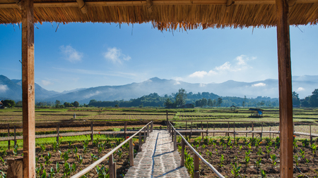 Bamboo walk path among red cana flower field, view from the hut, Nan province, Northern of Thailandの写真素材