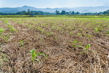 Corn field in the countryside, young corn growing in farmlandの写真素材