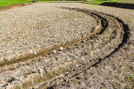Tyre track on dried rice fieldの写真素材