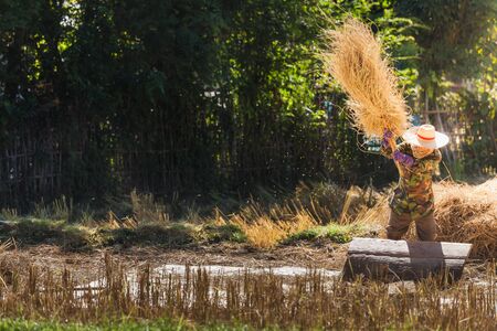 Farmer threshing rice, Farmer manual harvest rice, Nan province, Northern of Thailandの写真素材