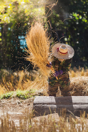 Farmer threshing rice, Farmer manual harvest rice, Nan province, Northern of Thailand