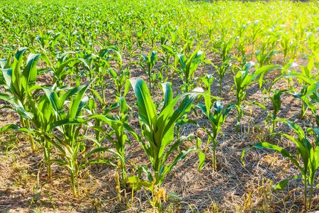 Corn field in the countryside, young corn growing in farmlandの写真素材