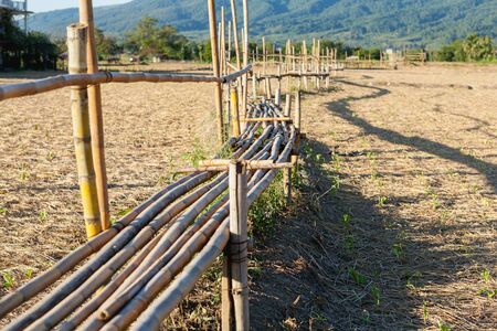 Bamboo walk path among prepared land field, Nan province, Northern of Thailandの写真素材