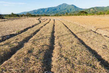 Prepared land for planting corn, Nan province, Northern of Thailandの写真素材