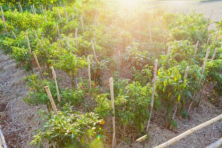 Chilli  field in the countryside, ripe chilli on the chilli treeの写真素材