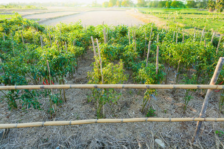 Chilli  field in the countryside, ripe chilli on the chilli tree