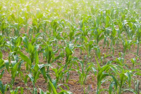 Corn field in the countryside, young corn growing in farmlandの写真素材