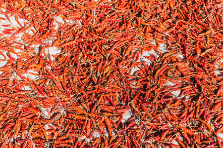 Pile of dried red chili peppers in sunlight