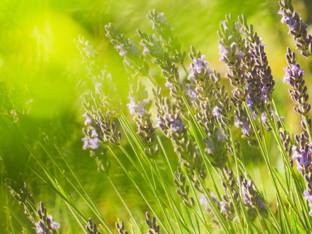 Lavender flowers. Garden with the flourishing lavender.の写真素材