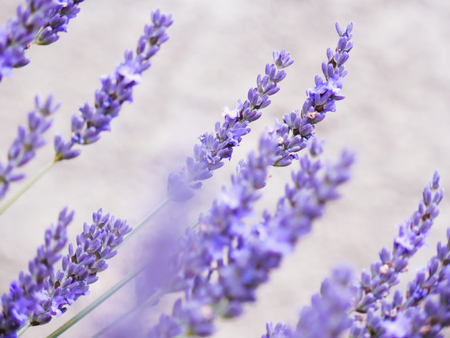 Lavender flowers.の写真素材