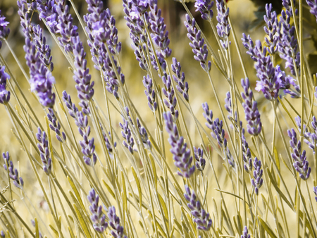 Lavender flowers.の写真素材