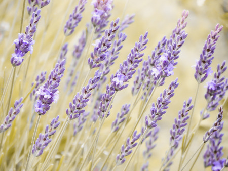 Lavender flowers.の写真素材