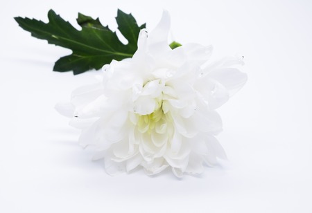 single wite chrysanthemums close up macro flowersの写真素材