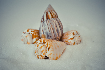 seven or a set of several different shells on a white sandの写真素材