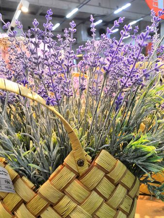 Wicker basket with lavender flowers closeup over rough round of lavender field. Bush of lavender on a field background.の写真素材