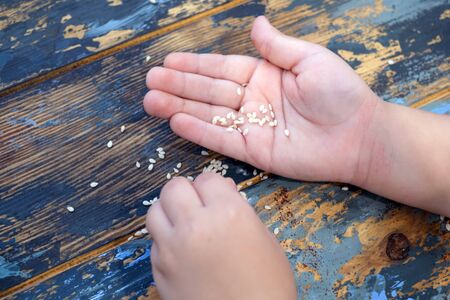 baby hands with sesame seeds and pepper paprika on wooden backgroundの写真素材