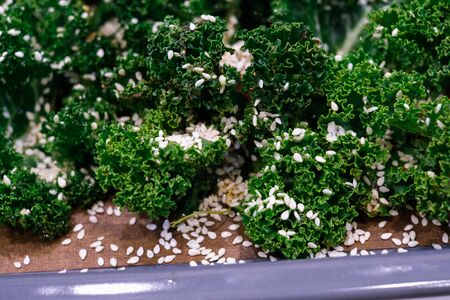 Fresh kale in cooking pot with wooden spoon on rustic background, top view, border. Healthy or vegetarian food or diet nutrition concept.の写真素材