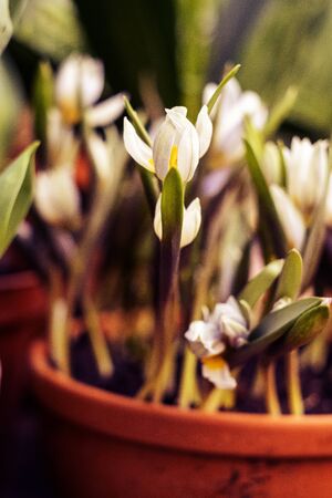 White spring crocuses with selective focus. White flowering corms from late winter provide nectar and pollen for insects just emerging into early spring sunshine, crocuses are easy to grow in potsの写真素材