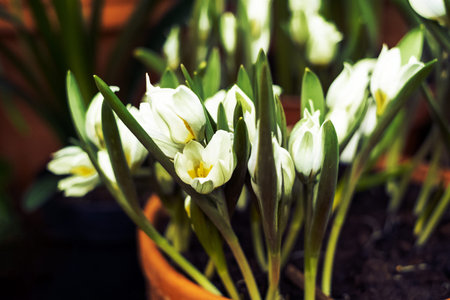 White spring crocuses with selective focus. White flowering corms from late winter provide nectar...