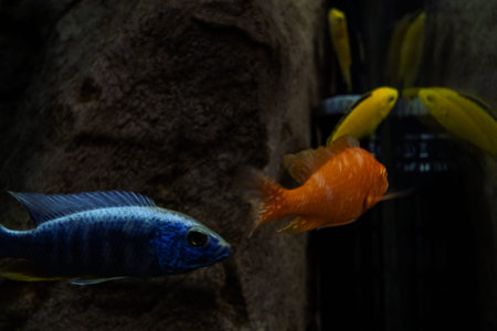 multicolors fish in an aquarium on a dark background with selective focus. Three of betta fighting...