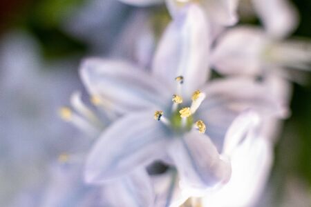Macro shot of hyacinth flower on white background. Beautiful early spring flowers used to celebrate Easter. Closeup color image taken in an indoor garden. Bright colors.の写真素材