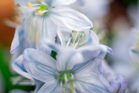 Macro shot of hyacinth flower on white background. Beautiful early spring flowers used to celebrate...