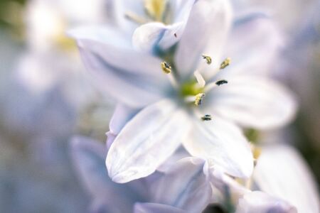 Macro shot of hyacinth flower on white background. Beautiful early spring flowers used to celebrate Easter. Closeup color image taken in an indoor garden. Bright colors.の写真素材