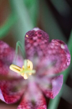 Blured fritillaria meleagris is a species of flowering plant in the family Liliaceae. Flower on a backgroundの写真素材